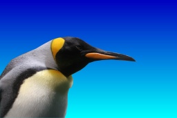 A Linux penguin looms into view.